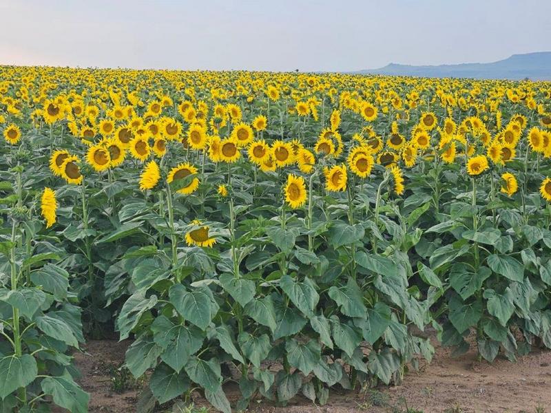 8 Bedroom Property for Sale in Bethlehem Rural Free State